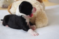 /album/fotogalerie-pes-1/p7121204-jpg/