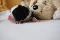 /album/fotogalerie-pes-1/p7121206-jpg/