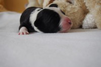 /album/fotogalerie-pes-1/p7121207-jpg/