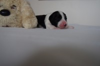 /album/fotogalerie-pes-2/p7121269-jpg1/