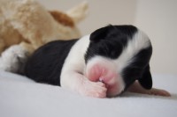 /album/fotogalerie-pes-2/p7121286-jpg1/