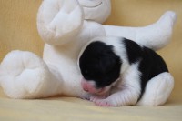 /album/fotogalerie-pes-2/p7121300-jpg/